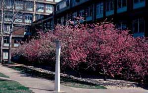 Picture of Flowering Crabapple (Malus sp.) tree row in spring bloom of pink flowers.