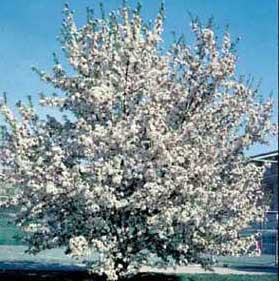 Picture of Flowering Crabapple (Malus sp.) tree in spring bloom of white flowers.