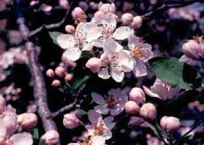 Picture closeup of Flowering Crabapple (Malus sp.) light pink flowers.
