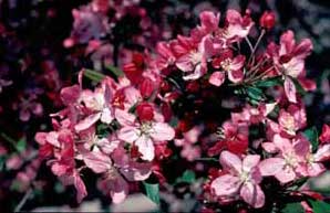 Picture closeup of Flowering Crabapple (Malus sp.) pink flowers.
