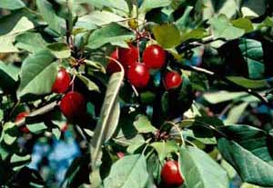 Picture closeup of Flowering Crabapple (Malus sp.) fruit and leaf structure.