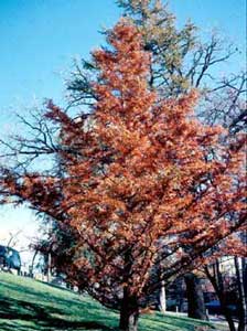 Picture of Dawn Redwood (Metasequoia glyptostroboides) tree in fall orange color.