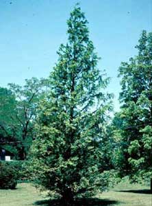 Picture of Dawn Redwood (Metasequoia glyptostroboides) tree form.