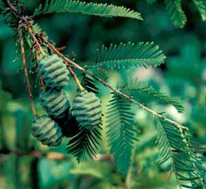 Picture of Dawn Redwood (Metasequoia glyptostroboides) fruit.