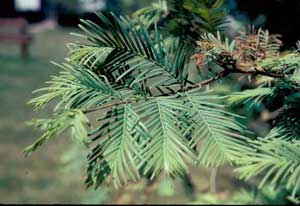 Picture of Dawn Redwood (Metasequoia glyptostroboides) needle structure.