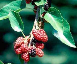 Picture closeup of Weeping White Mulberry (Morus alba 'Pendula') red berry fruit and leaves.