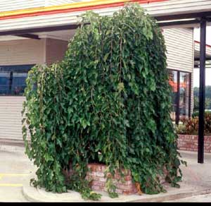 Picture of Weeping White Mulberry (Morus alba 'Pendula') tree form.