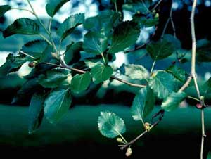 Picture closeup of Weeping White Mulberry (Morus alba 'Pendula') leaves showing leaf structure.