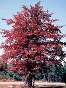 Picture of Blackgum (Nyssa sylvatica) tree in fall color Picture of Blackgum (Nyssa sylvatica) tree in fall color