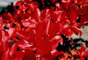 Picture of Blackgum (Nyssa sylvatica) leaves in deep red fall color Picture of Blackgum (Nyssa sylvatica) leaves in deep red fall color