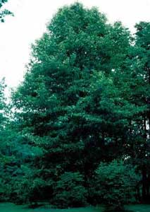 Picture of Blackgum (Nyssa sylvatica) tree form Picture of Blackgum (Nyssa sylvatica) tree form
