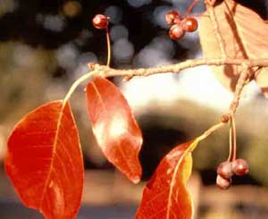Picture of Blackgum (Nyssa sylvatica) fruit and leaf structure. Picture of Blackgum (Nyssa sylvatica) fruit and leaf structure.
