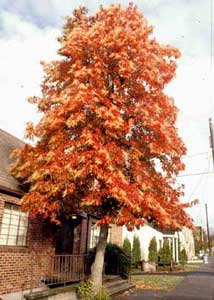 Picture of Sourwood (Oxydendrum arboreum) tree form in orange and yellow fall colors.