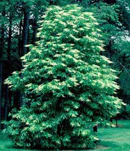 Picture of Sourwood (Oxydendrum arboreum) tree form with white flowers. Picture of Sourwood (Oxydendrum arboreum) tree form with white flowers.