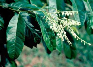 Picture closeup of Sourwood (Oxydendrum arboreum) white flower structure and leaf structure.