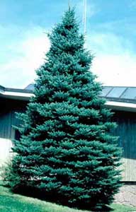 Picture of Colorado Blue Spruce (Picea pungens f. glauca) tree form.