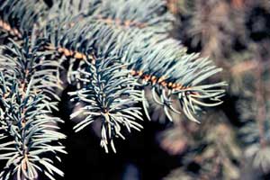 Picture of Colorado Blue Spruce (Picea pungens f. glauca) leaf needle structure.