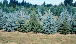 Picture of Colorado Blue Spruce (Picea pungens f. glauca) seedlings showing differnent blue or green colors.