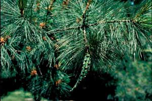 Picture of Eastern White Pine (Pinus strobus) fruit and leaf needle structure.