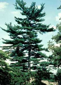 Picture of Eastern White Pine (Pinus strobus) tree mature form.