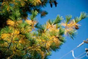 Picture of Eastern White Pine (Pinus strobus) normal leaf drop die-off.