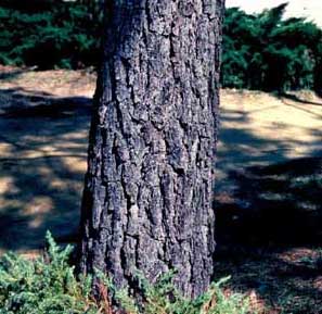 Picture of Loblolly Pine (Pinus taeda) trunk bark.