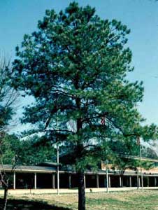 Picture of Loblolly Pine (Pinus taeda) tree form.