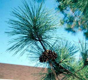 Picture closeup of Loblolly Pine (Pinus taeda) fruit and leaf structure.
