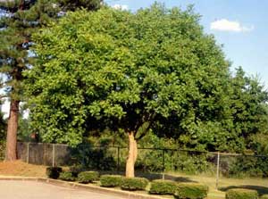 Picture of Chinese Pistache (Pistacia chinenesis) tree form. Picture of Chinese Pistache (Pistacia chinenesis) tree form.