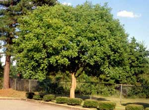 Picture of Chinese Pistache (Pistacia chinenesis) tree form.