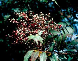 Picture of Chinese Pistache (Pistacia chinenesis) fruit in cluster. Picture of Chinese Pistache (Pistacia chinenesis) fruit in cluster.