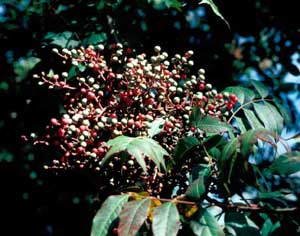 Picture of Chinese Pistache (Pistacia chinenesis) fruit in cluster.