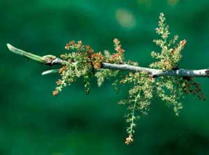 Picture of Chinese Pistache (Pistacia chinenesis) male flowers.