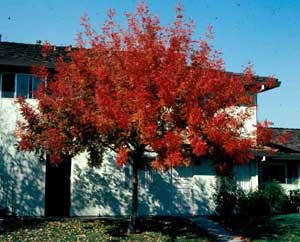 Picture of Chinese Pistache (Pistacia chinenesis) tree in red fall color. Picture of Chinese Pistache (Pistacia chinenesis) tree in red fall color.