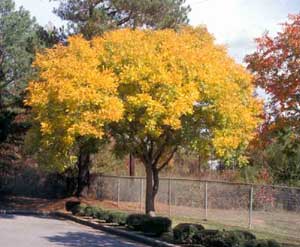 Picture of Chinese Pistache (Pistacia chinenesis) tree in yellow fall color.