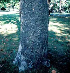 Picture of American Sycamore (Plantanus occidentalis) trunk and bark.