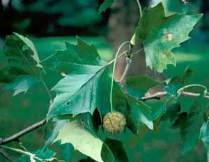 Picture of American Sycamore (Platanus occidentalis) fruit and leaves