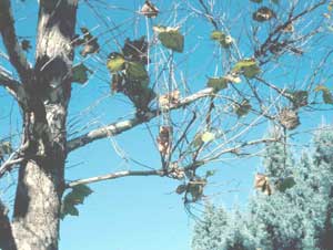 Picture of London Planetree (Plantanus x acerifolia) branches showing &quot;witch's broom&quot; affects of anthracnose fungus disease.