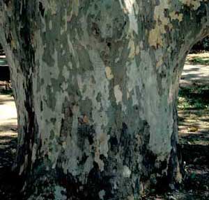 Picture of London Planetree (Plantanus x acerifolia) trunk bark showing exfoliation patterns.