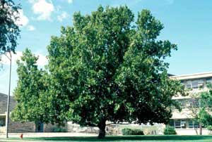 Picture of London Planetree (Plantanus x acerifolia) tree form.