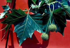 Picture closeup of London Planetree (Plantanus x acerifolia) leaves and fruit showing two fruit balls per stalk.