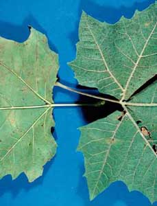 Picture closeup of London Planetree (Plantanus x acerifolia) leaf comparison to American Sycamore leaf.  Planetree leaf has truncated leaf bottom, but same leaf structure.