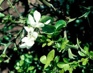 Picture closeup of Hardy-Orange (Poncirus trifoliata) white flowers and leaves.