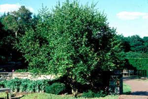 Picture of Hardy-Orange (Poncirus trifoliata) tree form.