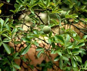 Picture closeup of Hardy-Orange (Poncirus trifoliata) leaf structure with immature fruit.