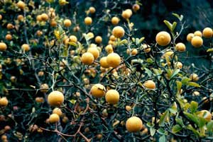 Picture closeup of Hardy-Orange (Poncirus trifoliata) orange fruit and thorns.