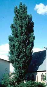 Picture of Lombardy Poplar (Poplus nigra 'Italica') tree form.