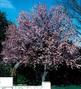 Picture of Purpleleaf Plum (Prunus cerasifera 'Atropurpurea') tree form with pink spring flowers.