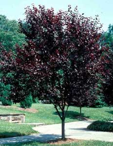 Picture of Purpleleaf Plum (Prunus cerasifera 'Atropurpurea') tree form showing dark purple leaves.