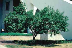 Picture of Flowering Peach (Prunus persica) tree form. Picture of Flowering Peach (Prunus persica) tree form.